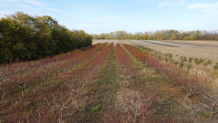 peach orchard in autumn seen from the drone