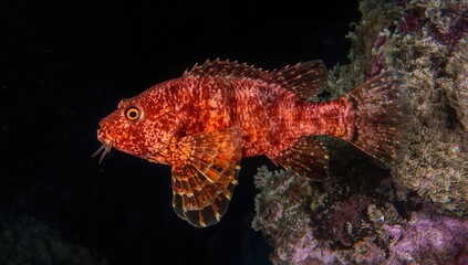 Underwater scene featuring a scorpion fish, showcasing its natural habitat, marine life observation