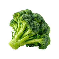 Fresh Broccoli Floret Isolated on White Background for Culinary Designs