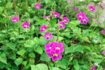 Dense cluster of Ganges primrose (Asystasia gangetica), also called Chinese violet or creeping foxglove, with vivid purple flowers and lush leaves creating a vibrant garden groundcover.