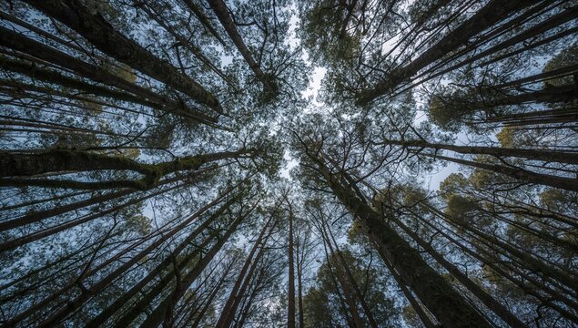 The enchanting forest with its intricate branches creates a magical atmosphere that sparks your imagination as you wander beneath the canopy.