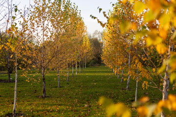 Obraz premium Autumn Birch Forest with Path Through Golden Trees in Fall Season