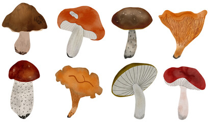 Watercolor edible mushrooms set on white.Hand-painted forest fungi :porcini, russula, chanterelle, aspen, birch bolete. Realistic illustration for kitchen decor, packaging, recipes, and autumn design.