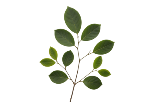 Green leafy branch isolated on transparent background - Powered by Adobe