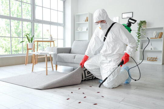 Male pest control specialist disinfecting under carpet for cockroaches in room