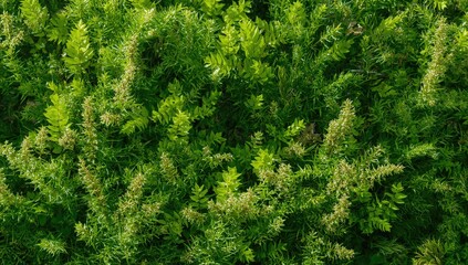 Fototapeta premium Abstract pattern of green leafy plants with nature-inspired texture and summer vibes