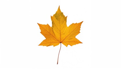 Naklejka premium Golden maple leaf isolated on white background, seasonal change