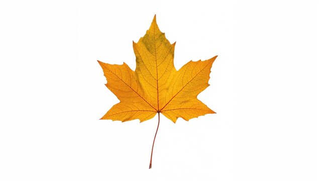 Golden maple leaf isolated on white background, seasonal change