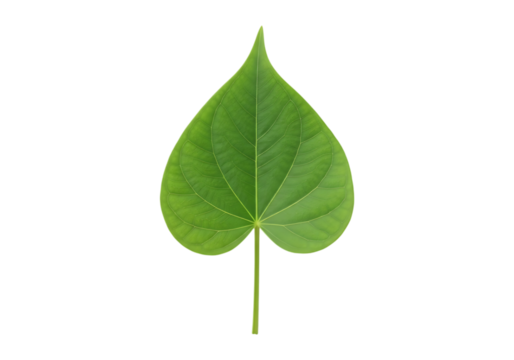 Single green heart shaped leaf isolated on transparent background