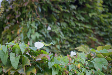 緑の葉と白い花