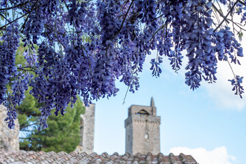 Obraz premium Wisteria flowers cascade beautifully over a rustic wall, creating a stunning decoration with violet blooms under the warm sun, embodying the essence of nature's beauty