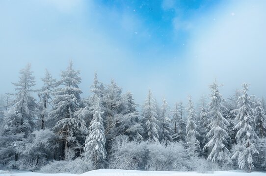 Snow-laden trees in a frosty woodland, part of a nature collection