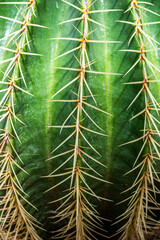 Close-up of a vibrant green cactus showcasing intricate yellow spines and textured surface,...
