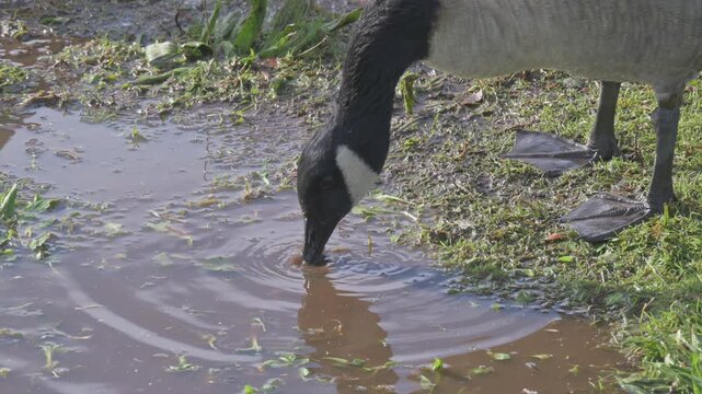 Canada Goose (Branta canadensis) trying to pull up plants by the roots from a puddle caused by heavy rain. November, Kent, UK. (Half speed)