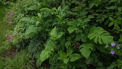 Green leaves in a backyard garden, ideal for nature-themed backgrounds