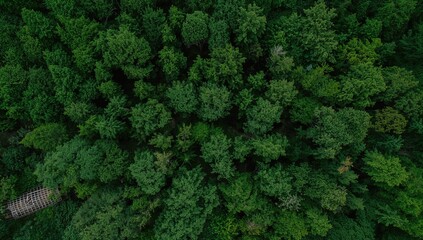 Aerial perspective of lush forest trees, suitable for editorial header background