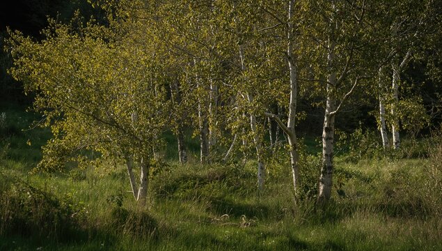 Sunlit pear trees with whitewashed trunks against a shadowy backdrop