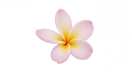Naklejka premium Frangipani flower isolated against a white backdrop, suitable for editorial use