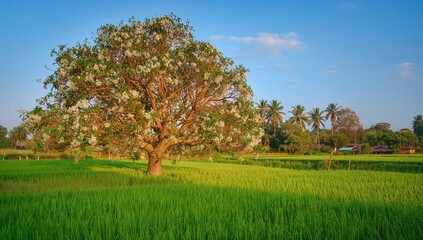 A Mulberry Tree Surrounded by Rice Fields, highlighting agricultural diversity