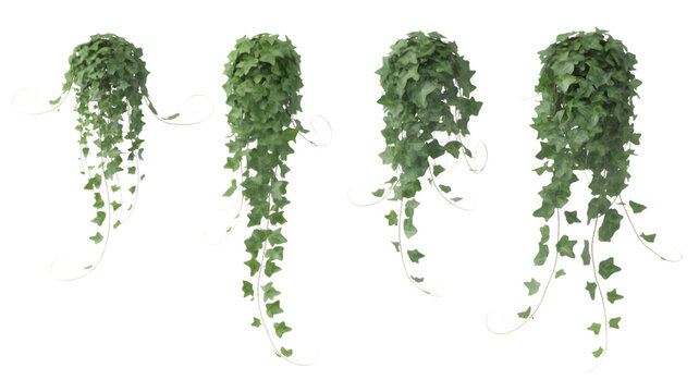 Hanging ivy plants isolated on transparent background
