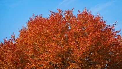 A striking display of colorful autumn leaves in orange and yellow hues, highlighting seasonal change