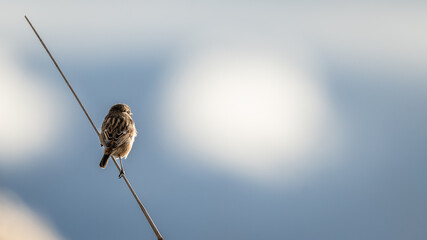 Little bird in a branch