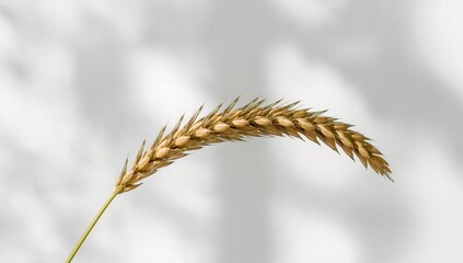 Naklejka premium Close-up of a wheat stalk set against a luminous background, highlighting natural grain texture