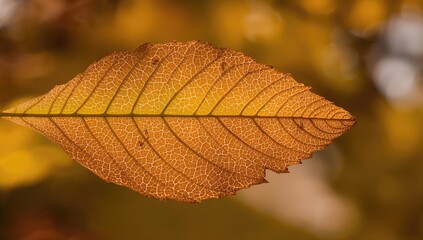 Obraz premium Close-up of a leaf, showcasing intricate textures and patterns, suitable for background use