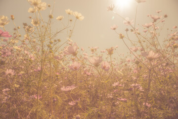 Looking up at a soft ethereal view of a field of cosmos flowers.