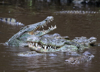 Nile crocodile