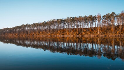 Fototapeta premium A tranquil lake mirrors a row of trees adorned with early fall hues under a clear sky.