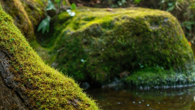 Green moss covering a trunk, ideal for a natural backdrop in design