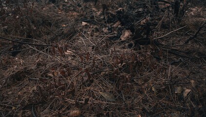 Leaves scorched by flames, erosion risk