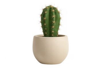 Green cactus houseplant in decorative pot with transparent background