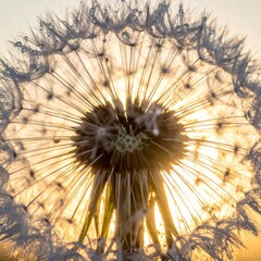 Obraz premium Macro of a delicate dandelion seed head with dew drops, backlit by sunrise.
