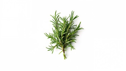 Fototapeta premium A bunch of fresh rosemary, set against a white backdrop, culinary herb for flavor enhancement