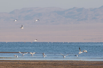 Seagulls flying over the water against a backdrop of distant mountains. The tranquility and serenity of nature, captured in a moment.