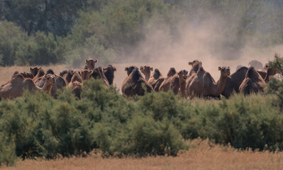 A herd of camels moves through the arid landscape in clouds of dust, creating an atmosphere of wilderness and freedom. Their silhouettes are barely visible through the dusty curtain.