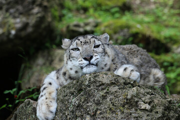 Schneeleopard, Irbis oder Unze (Panthera uncia) ruht auf Stein