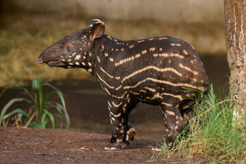 Flachlandtapir (Tapirus terrestris) Jungtier, Südamerika 