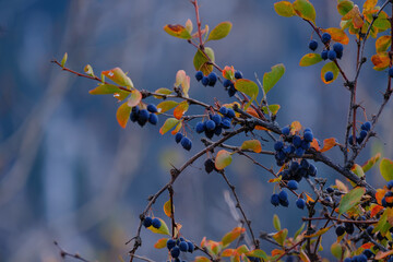 Bright blue berries on branches with autumn foliage against a blurred sky. Autumn harvest of Barberry in the mountains