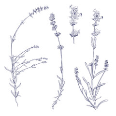 Lavender sprigs on white background. Vector illustration in engraving style

