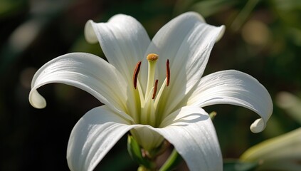 Close-up photograph of a blooming white lily flower