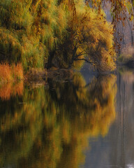 Autumn morning on the river, where the golden foliage of the willow bent down to the water. The calm surface reflects bright colors, creating a feeling of peace and serenity.
