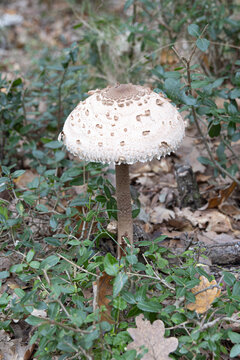 Parasol Mushroom (Coulemelle) in the Forest