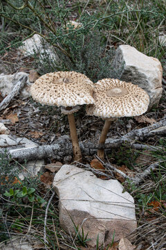 Parasol Mushroom (Coulemelle) in the Forest