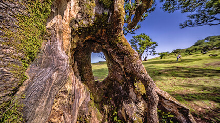 Mystical Fanal Forest, Vereda do Fanal, Laurissilva Forest Paul da Serra, Ancient Laurel Forest, UNESCO World Heritage Site, Madeira, Portugal, Europe