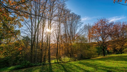 Fototapeta premium Forest illuminated by sunlight with vibrant autumn leaves and a serene natural backdrop.