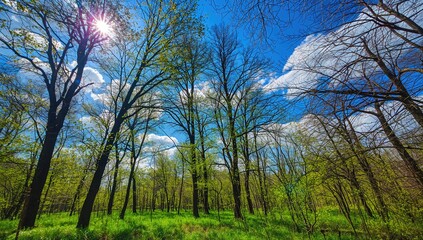 The serene blue sky and lush green trees celebrate the essence of spring