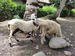 Curious sheep grazing peacefully under a tropical tree on a beautiful sunny day